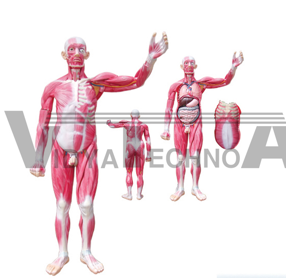 The dissection model of whole body muscles attach with viscera